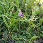 Vicia bithynica flower picture by Lionel Jacquot (cc-by-sa)