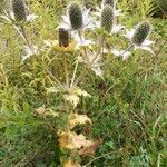 Eryngium giganteum habit picture by Rahul Gopinath (cc-by-sa)