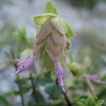 Origanum scabrum flower picture by Sylvain Piry (cc-by-sa)