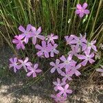 Phlox longifolia flower picture by Madelyn Passmore (cc-by-sa)