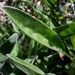 Lupinus diffusus leaf picture by Eli Small (cc-by-sa)