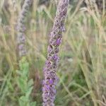 Nepeta tuberosa flower picture by Steve Orridge (cc-by-sa)