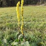 Verbascum nigrum habit picture by Elfenbeinspecht (cc-by-sa)