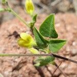 Rhynchosia senna flower picture by Trap Hers (cc-by-sa)