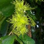 Corylus colurna fruit picture by Petra (cc-by-sa)