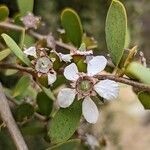 Leptospermum laevigatum flower picture by Johnny Poppyseed (cc-by-sa)