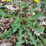 Taraxacum mediterraneum habit picture by Thierry LE COM (cc-by-sa)