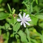 Lactuca floridana flower picture by Railey (cc-by-sa)