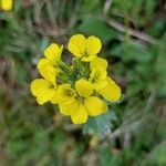 Erysimum odoratum flower picture by Gaby Schuch (cc-by-sa)