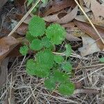 Scutellaria ovata leaf picture by Bailey Bailey Glassco (cc-by-sa)