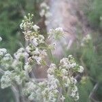 Galium lucidum flower picture by Fernandez Cusachs Marc (cc-by-sa)