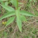 Helianthus x laetiflorus leaf picture by Nancy Setzer (cc-by-sa)