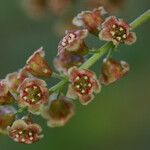 Ribes petraeum flower picture by Jean-Francois Julien (cc-by-sa)