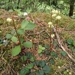 Pyrola chlorantha habit picture by Cristian Zanella Cristian Zanella (cc-by-sa)