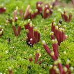 Azorella corymbosa flower picture by Fabien Anthelme (cc-by-sa)