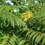 Ailanthus altissima flower picture by cecile Houlet (cc-by-sa)