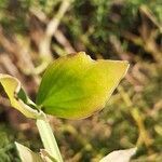 Lathyrus tingitanus leaf picture by Monteiro Henrique (cc-by-sa)