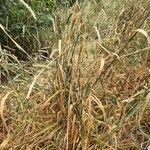 Phalaris aquatica habit picture by Mary Graham (cc-by-sa)