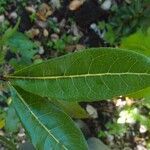 Molinaea alternifolia leaf picture by S. Dufour-Kowalski (cc-by-sa)