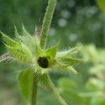 Stachys annua fruit picture by Llandrich anna (cc-by-sa)