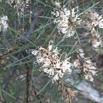 Hakea sericea flower picture by Richard Langford (cc-by-sa)