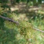 Quercus cerris flower picture by Marie-lorraine Quemeneur (cc-by-sa)