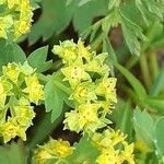 Alchemilla glabra flower picture by Pietro Brignoli (cc-by-sa)