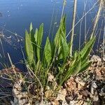 Rumex hydrolapathum habit picture by Sabina Hartmann (cc-by-sa)