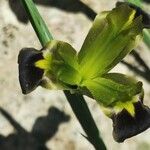 Iris tuberosa flower picture by Mladen Glavic (cc-by-sa)