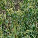 Baccharis punctulata habit picture by Trap Hers (cc-by-sa)