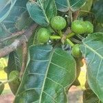 Ficus luschnathiana habit picture by Fonseca Wendel (cc-by-sa)