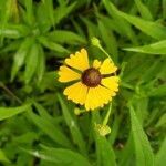 Helenium flexuosum flower picture by Ken Borgfeldt (cc-by-sa)