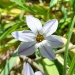 Ipheion uniflorum flower picture by Trap Hers (cc-by-sa)