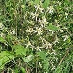 Clematis flammula habit picture by Jean-Marie Frenoux (cc-by-sa)