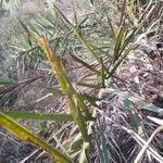 Phoenix dactylifera leaf picture by Sudhanshu Kumar (cc-by-sa)