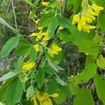 Cytisus villosus flower picture by Nicolas Calisto (cc-by-sa)