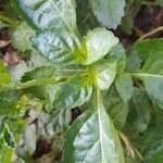 Crossandra infundibuliformis leaf picture by Trap Hers (cc-by-sa)