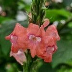 Stachytarpheta mutabilis flower picture by Daniel Barthelemy (cc-by-sa)