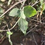 Jasminum fluminense leaf picture by Susan Brown (cc-by-sa)