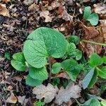 Brunnera macrophylla leaf picture by matthew pitts (cc-by-sa)