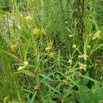 Ludwigia alternifolia habit picture by Brad Kelley (cc-by-sa)