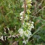 Galium lucidum flower picture by John Reihs (cc-by-sa)