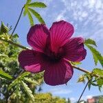 Hibiscus acetosella flower picture by Enmanuel Mejia (cc-by-sa)