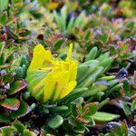 Werneria pumila habit picture by Fabien Anthelme (cc-by-sa)