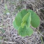 Aristolochia clematitis leaf picture by Theo Bajon (cc-by-sa)