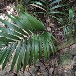 Acanthophoenix rubra leaf picture by Augustin Soulard (cc-by-sa)