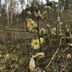 Salix atrocinerea flower picture by Louise Delsoir (cc-by-sa)