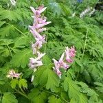 Corydalis scouleri flower picture by Barb (cc-by-sa)