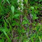 Platanthera bifolia habit picture by Pierre LEON (cc-by-sa)