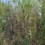 Arundo donax habit picture by Plantae Lucorum (cc-by-sa)